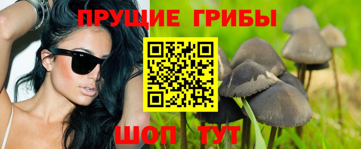 Кохма  Галлюциногенные грибы Psilocybe  Вход с VPN 